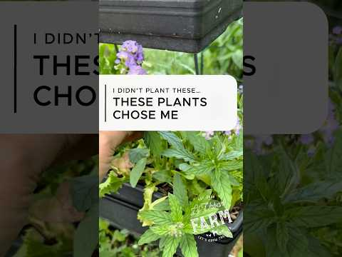 I didn’t plant these flowers. I didn’t buy the seeds. Yet they found a home here at Lil Urban Farm.