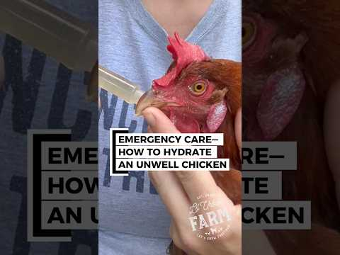 Today is the third day with an unwell chicken, but she is showing signs of improvement.