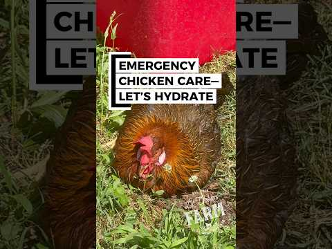 Emergency hydration for an ill chicken… could be egg bound, but not positive.