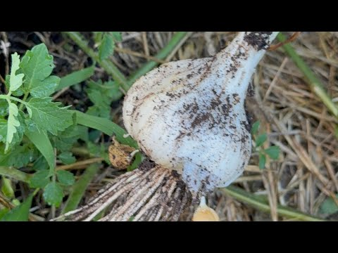 Gathering the Season’s Garlic Harvest