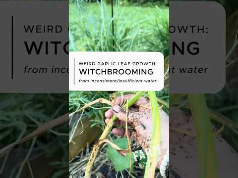 Ever seen garlic with a crazy cluster of tiny leaves exploding from the middle of the plant?