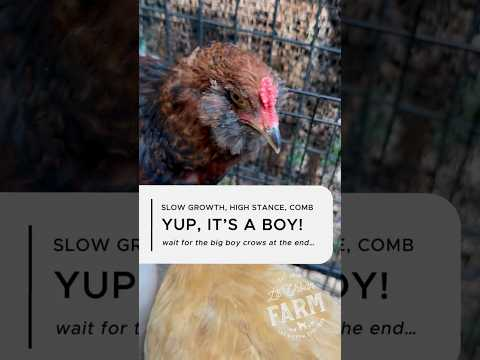 The gender reveal I was hoping to avoid… “She” is a “HE.” 🐓