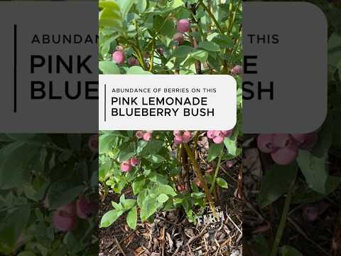 I wasn’t prepared FOR THIS… so many magical pink berries! These berries ARE POPPIN’!