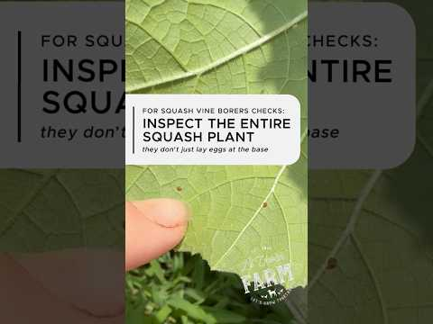 Folks says squash vine borers lay eggs at the base of the plant… But that’s only part of the story…