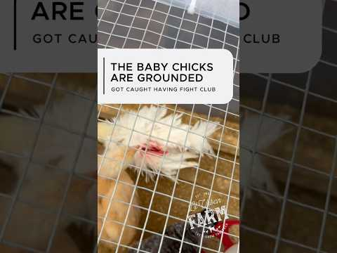 Fight Club is officially shut down and the baby chicks are grounded until further notice…