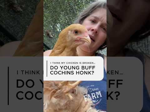 Honking?!!! Do chickens normally honk like geese? Because my young Buff Cochin seems to.