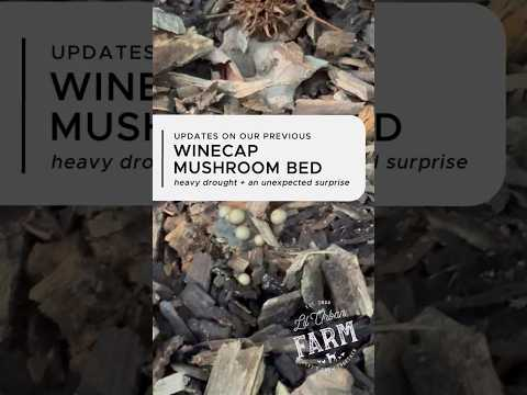 I was convinced the winecap mushrooms were gone… but I found a surprise!