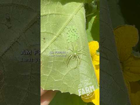 UNPOPULAR GARDEN OPINION: Spiders stay in the garden because they help control the unwanted bugs