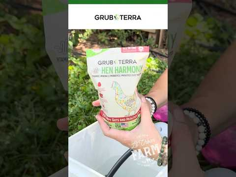 Chickens lose important electrolytes in extreme heat—add GrubTerra’s Hen Harmony to their water