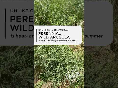 I thought I knew about arugula, and then I found THIS discovery… it’s a garden game changer!