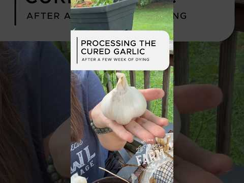 How to process your cured garlic for storage…