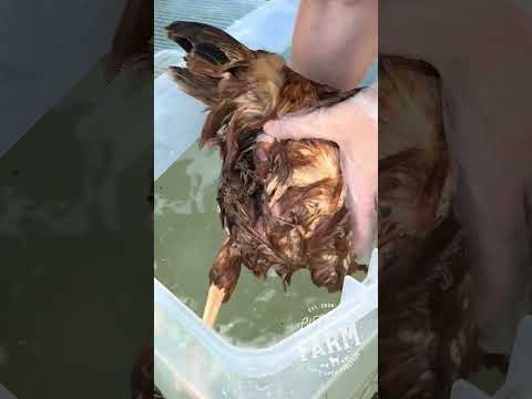Watch for this deadly condition on chickens in the summer, esp if the flies are out in great numbers