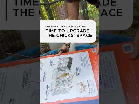 They’re dirty, pecking each other, and smell awful—time for the baby chicks to GO…