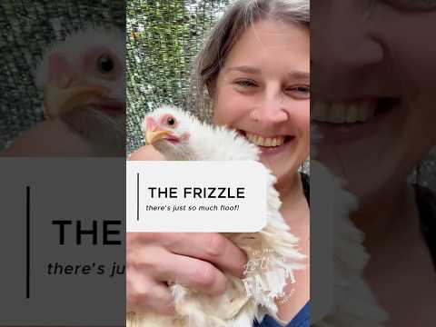 This FRIZZLE is like a little, round, white ball of floofy cuteness… on overload!