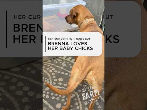 Brenna Got to Meet the New Baby Chickens Finally—She’s So Curious!