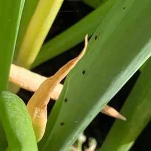 Onion Aphids
