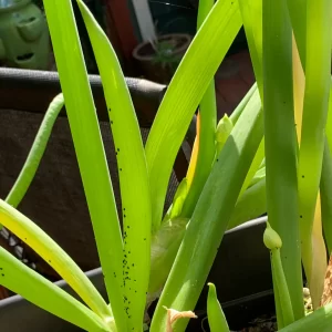 Onion Aphids