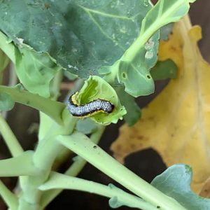 Cabbage Looper Caterpillar at the Lil Urban Farm