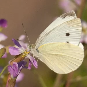 Cabbage-WHite_Jefferson_10APR2012_SBright(2)