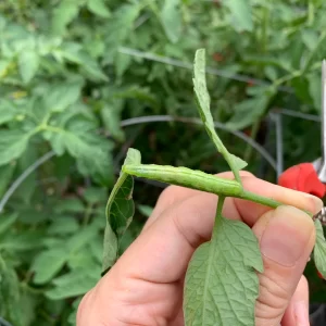 Tomato Looper Caterpillar on Tomato Plants