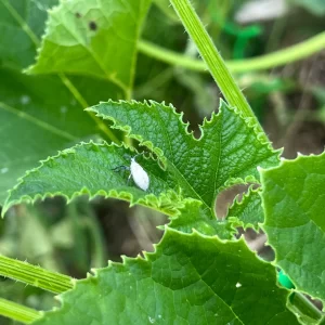 Gray Squash Bug