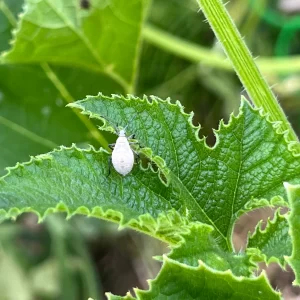 Gray Squash Bug