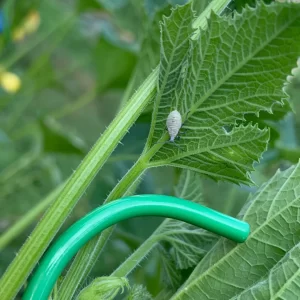 Gray Squash Bug