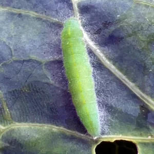 The cabbage worm, which is the caterpillar of the cabbage white butterfly, can be a dangerous pest in your garden.