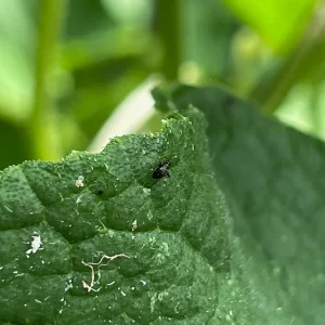 Black flea beetle on a leaf