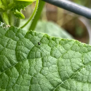 Black flea beetle on a leaf