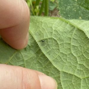 Black flea beetle on a leaf
