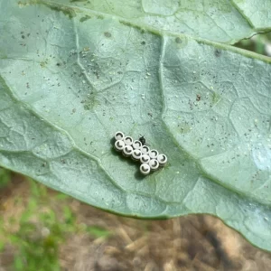 Harlequin bug eggs on collard leaves