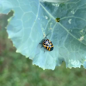 Harlequin bug on collard leaves