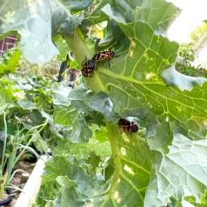 Harlequin bugs on collard leaves