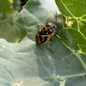 Harlequin bug on collard leaves