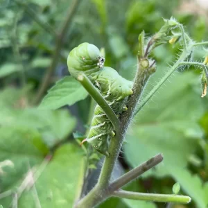 Giant green hornworm on a tomato plant