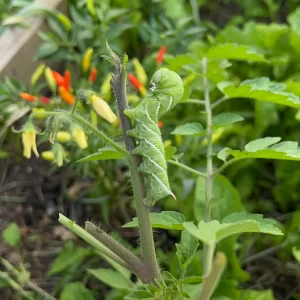 Giant green hornworm on a tomato plant
