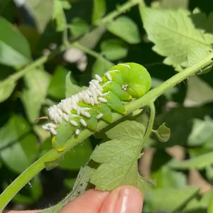 Giant green hornworm on a tomato plant, covered in braconid wasp cocoons