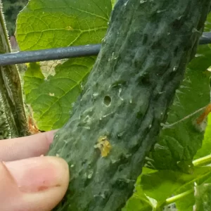 Pickleworm hole in a cucumber with yellow frass