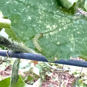 Pickleworm