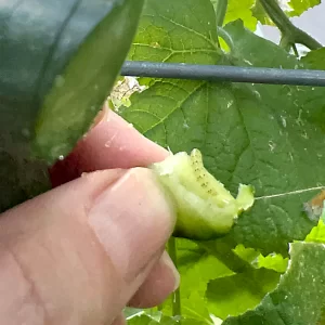 Pickleworm on cucumber