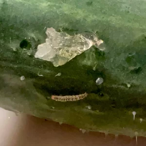 Pickleworm on cucumber with gelantinous frass