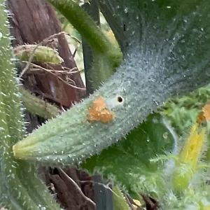 Pickleworm hole in a cucumber with yellow frass