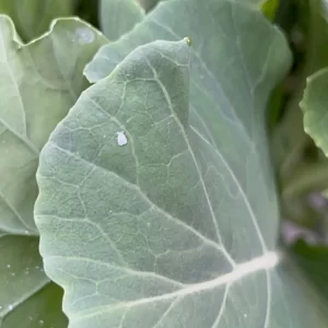 Tiny whiteflies on brassica leaves