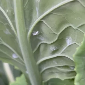 Tiny whiteflies on brassica leaves