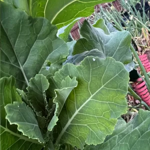 Tiny whiteflies on brassica leaves