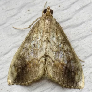 Cross-Striped Cabbage Worm Moth
